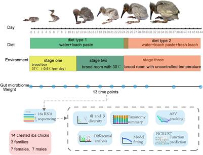 Establishment of Gut Microbiome During Early Life and Its Relationship With Growth in Endangered Crested <mark class="highlighted">Ibis</mark> (Nipponia nippon)
